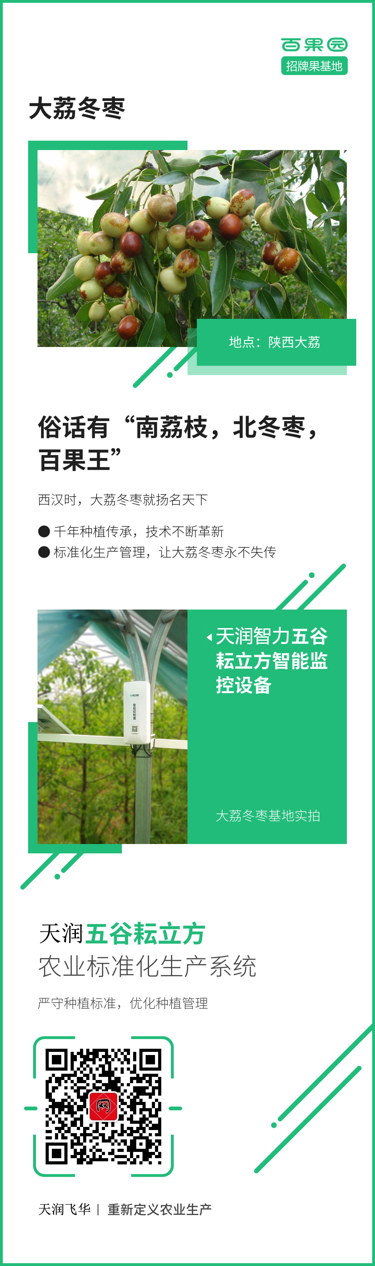 大荔冬棗 大荔冬棗